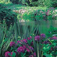 Trebah Garden