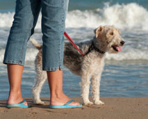 photo of terrier dog on the beach