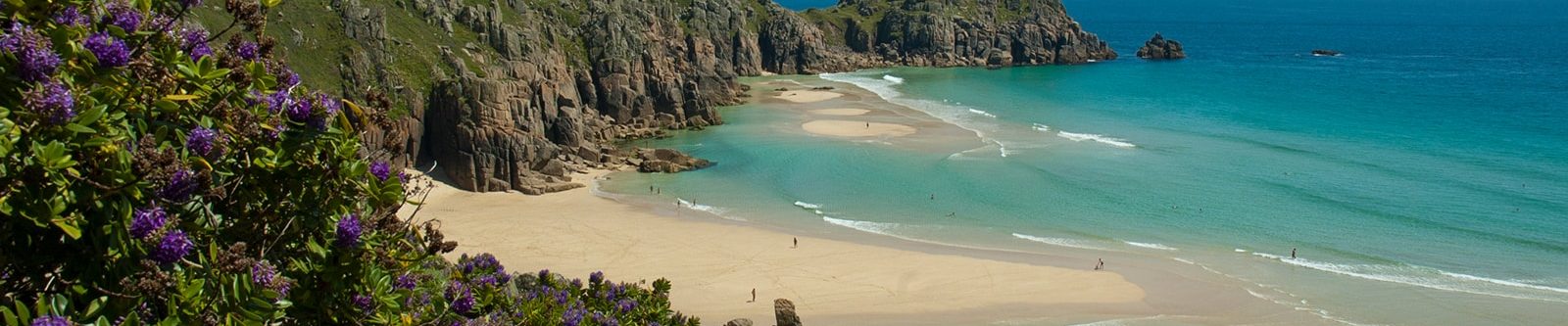 flowers on porthcurno cliffs