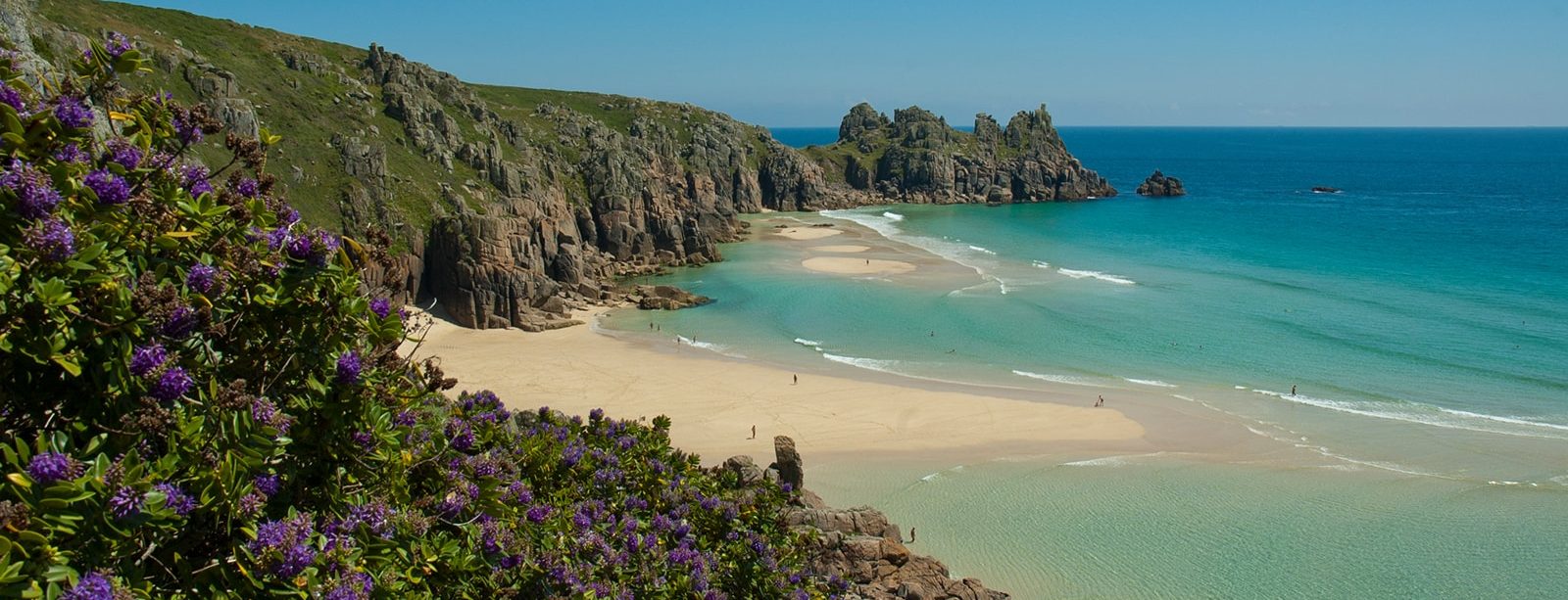 flowers on porthcurno cliffs