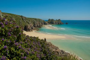 flowers on porthcurno cliffs