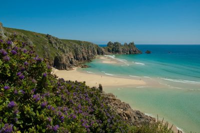 flowers on Porthcurno cliffs