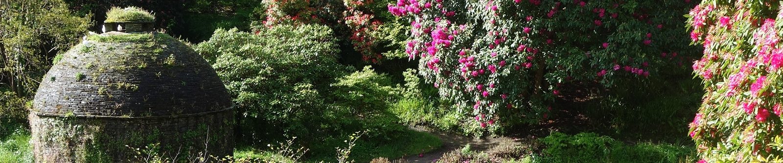 Cotehele flowers