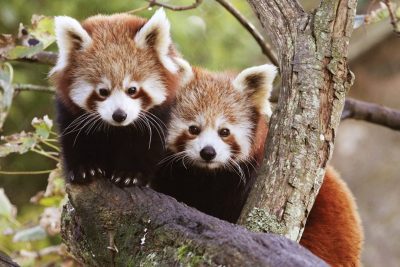 red pandas