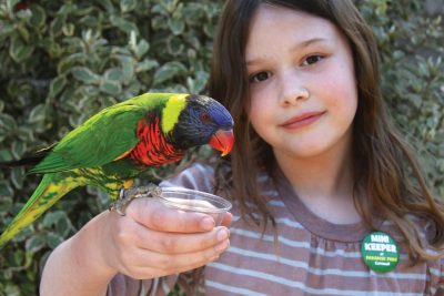 girl feeding Lorikeet
