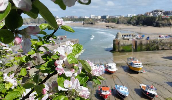 Newquay harbour view