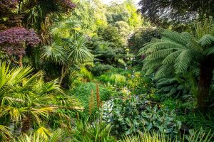 ferns and palms