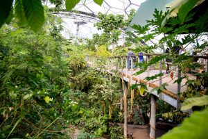 rainforest walkway