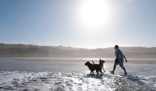 man walking dogs