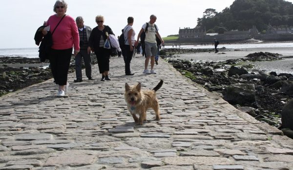 dog at st michaels mount