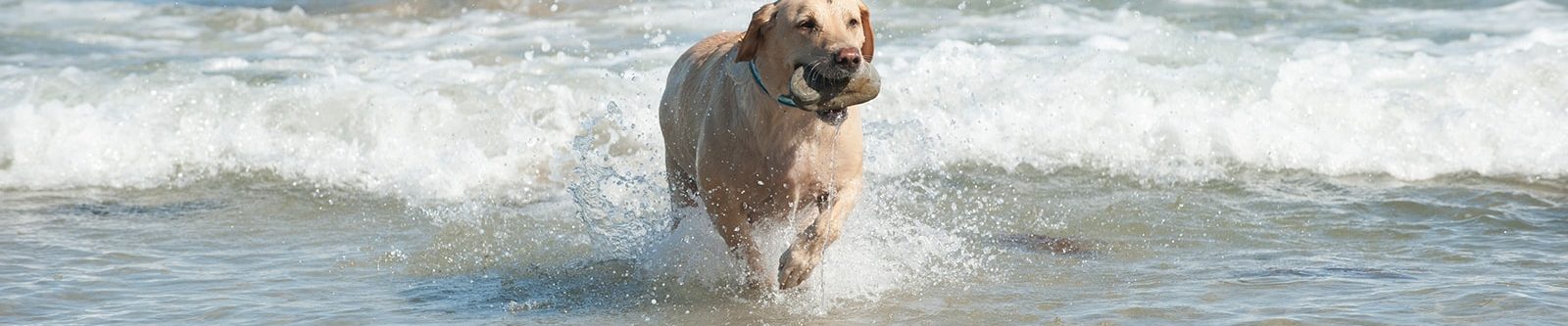 dog playing in the sea carrying a stone