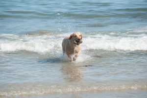 dog playing in the sea carrying a stone