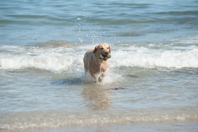 dog playing in the waves