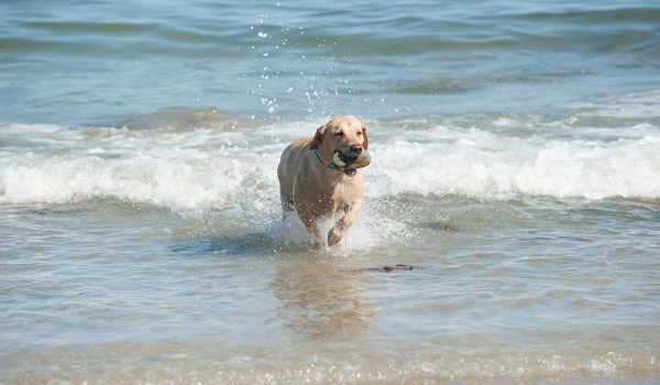 dog in the sea