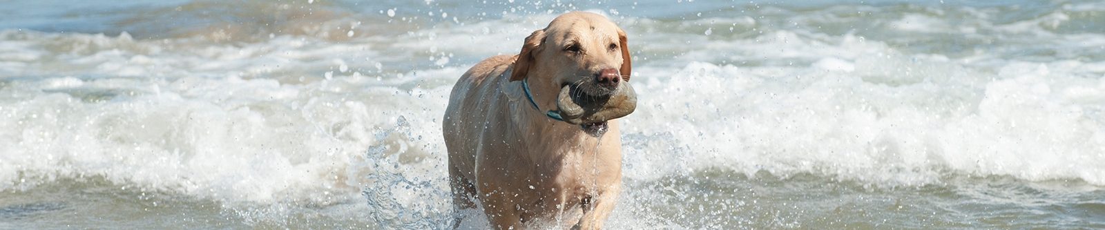 dog in surf carrying stone