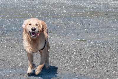 labrador on beach