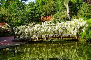 wisteria bridge