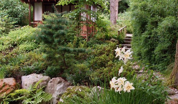 flowers in Japanese Garden