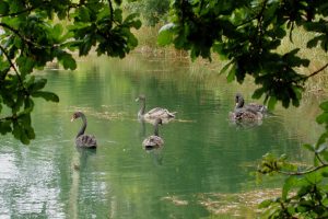 Black swans on lake