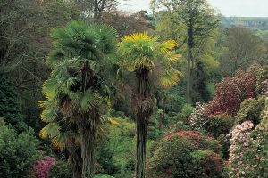 Chusan palm trees