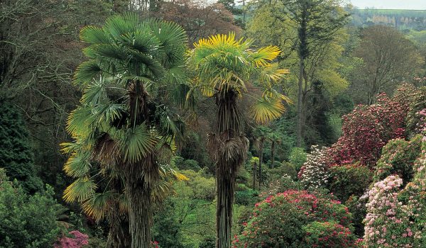 Chusan palm trees