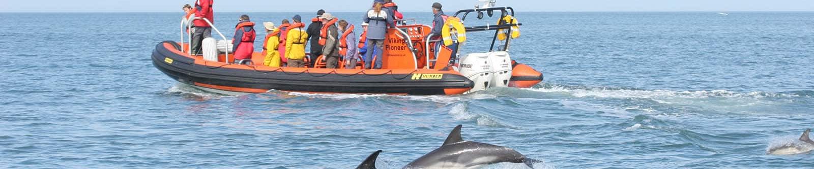 rib cruise passengers watching dolphins