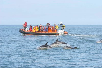 people watching dolphins in sea