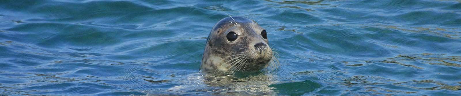 seal in the sea