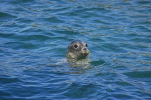 seal in the sea