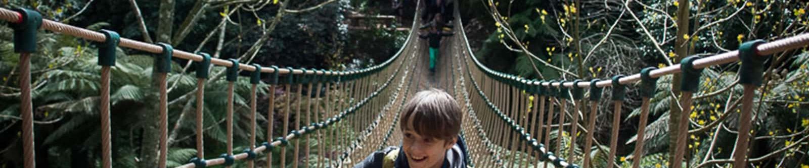 jungle rope bridge