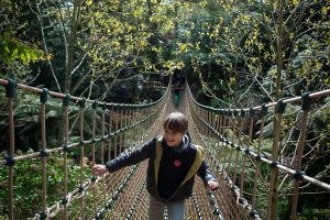 jungle rope bridge