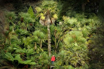 jungle at trebah