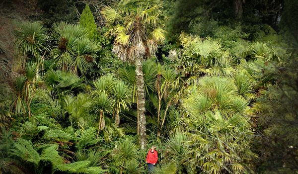 jungle at trebah