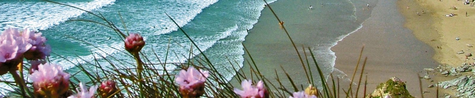 pink flowers on the Watergate Bay cliffs