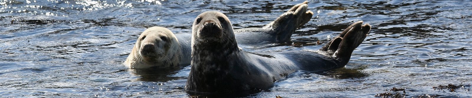 Atlantic grey seals