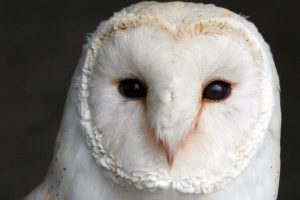 barn owl