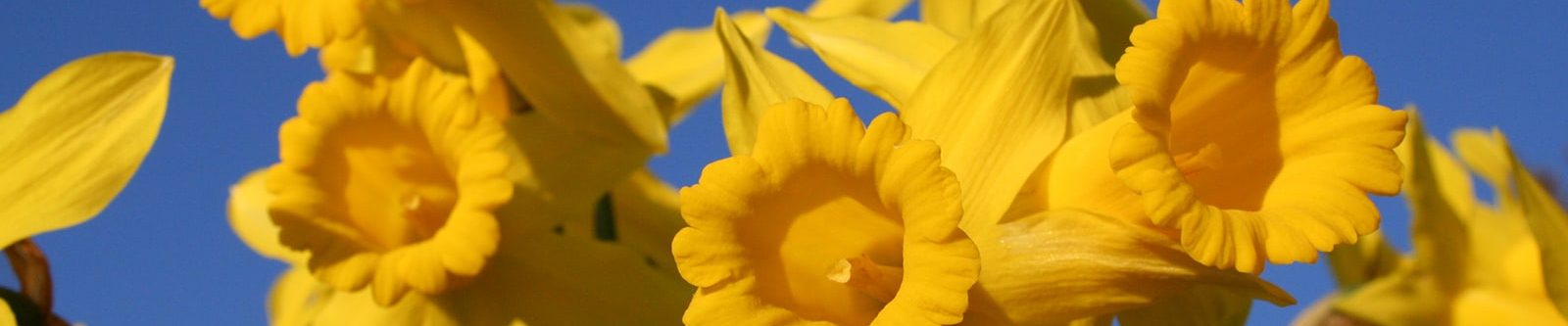 Yellow daffodils with a blue sky background