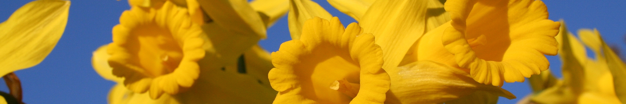 Yellow daffodils