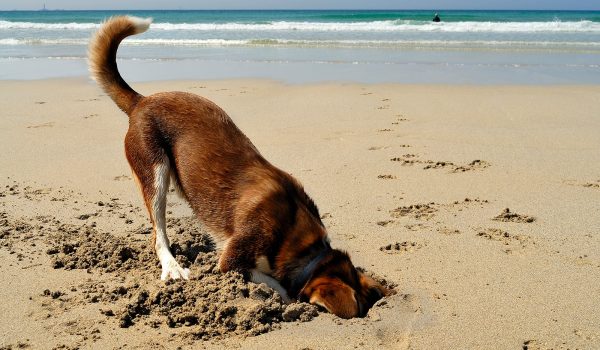 dog digging in sand