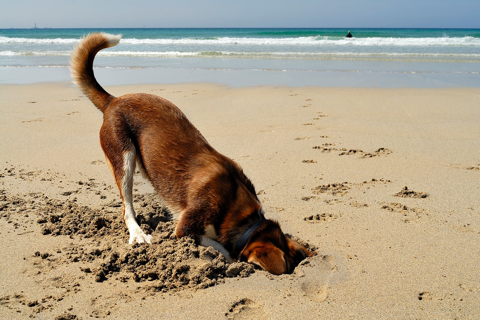 dog digging in sand