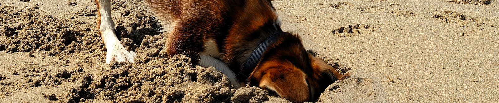 dog digging