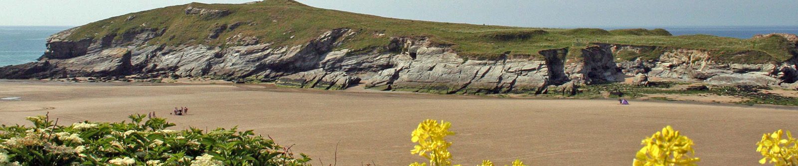 yellow flowers at porth beach