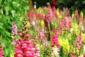 colourful flowers