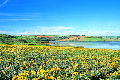 daffodil field