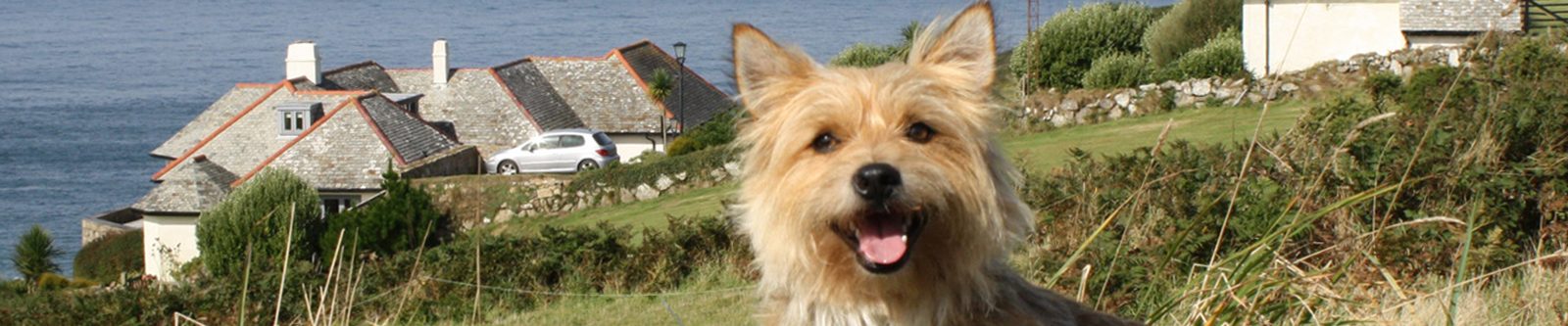 little terrier dog in grass