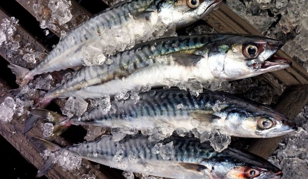 fresh Cornish sardines