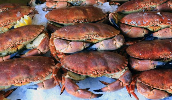 Fresh Cornish crab