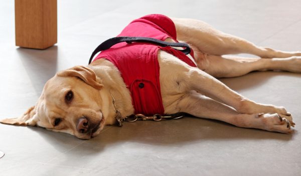 Guide dog in red lying on ground