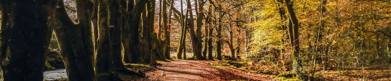 Autumnal woodland at Golitha Falls in Fowey