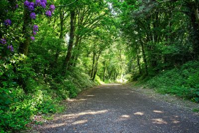 The Camel Trail